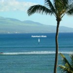 Maui Whale Watching