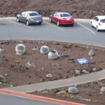 Mt Haleakala Silversword